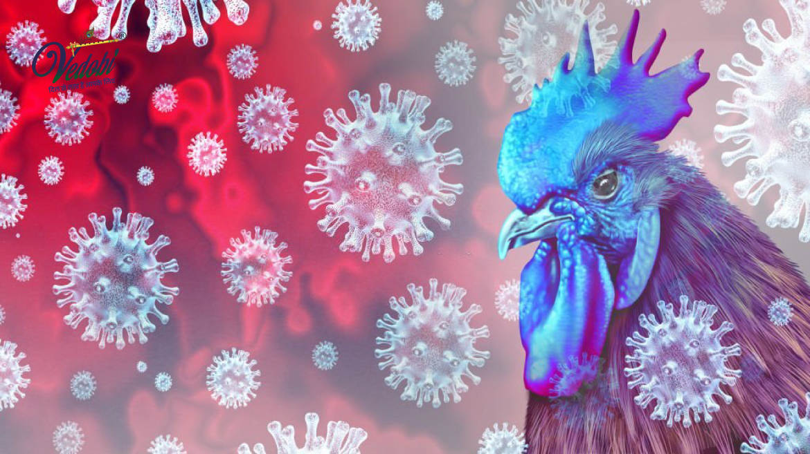 human-case-of-bird-flu-detected-in-uk-upday-news-uk